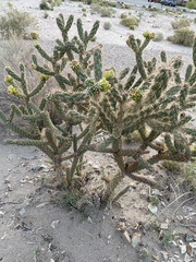 Cylindropuntia imbricata