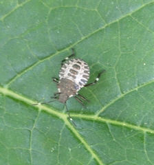 Halyomorpha halys