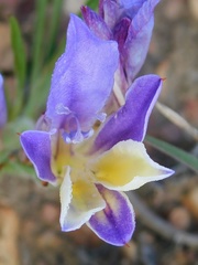Babiana patula