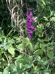 Lobelia × speciosa