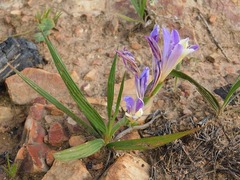 Babiana patula