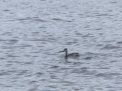 Podiceps grisegena