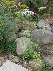Ammi majus