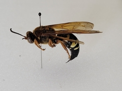 Sphecius speciosus