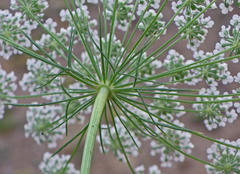 Ammi majus