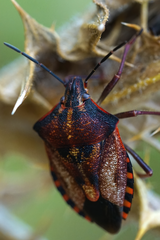 Carpocoris mediterraneus mediterraneus