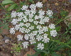 Ammi majus