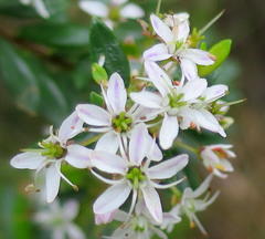 Agathosma ovata