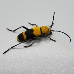 Megacyllene decora