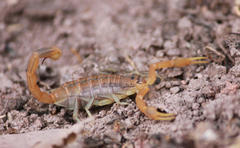 Uroplectes planimanus