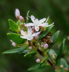 Agathosma ovata