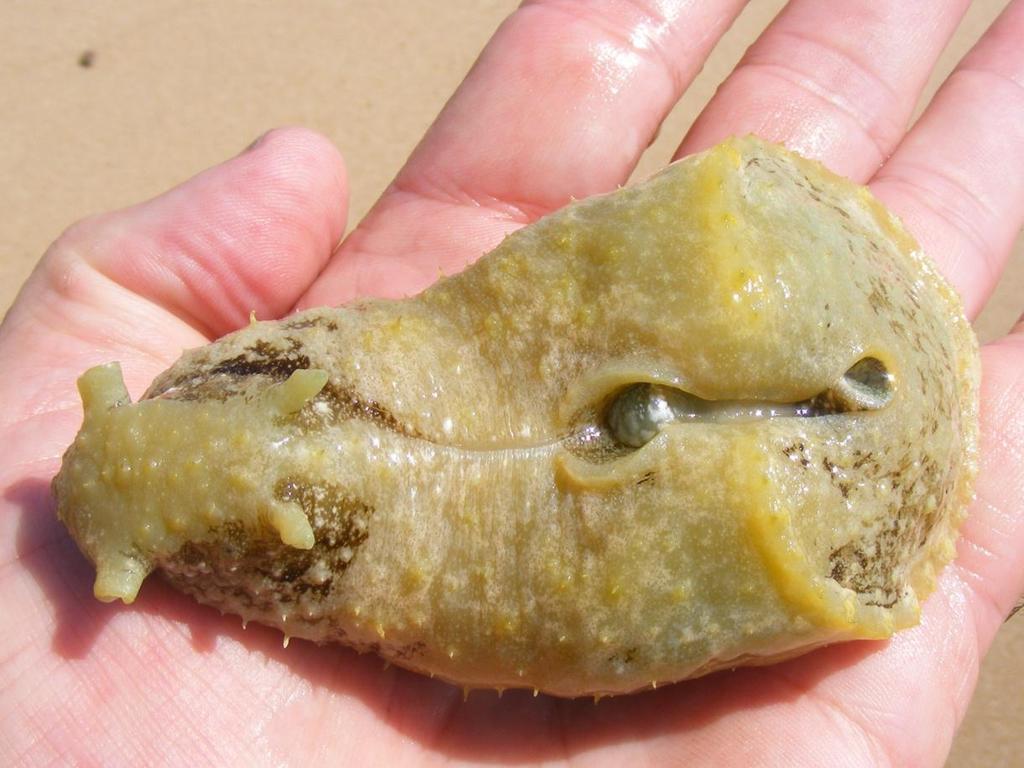 Anvil Sea Hare