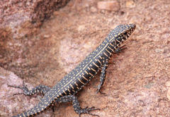 Matobosaurus validus