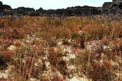 Leucadendron concavum