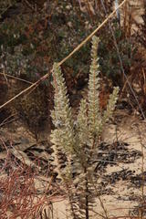 Leucadendron concavum