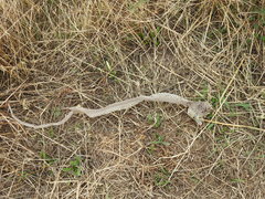 Malpolon monspessulanus