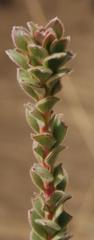 Leucadendron concavum