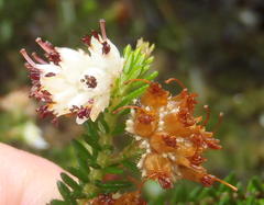 Erica stylaris