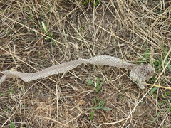 Malpolon monspessulanus