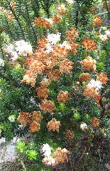 Erica stylaris