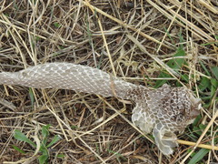 Malpolon monspessulanus