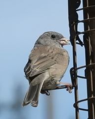 Junco hyemalis