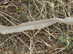 Malpolon monspessulanus