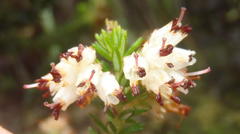 Erica stylaris