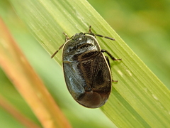 Canthophorus impressus