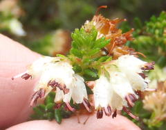 Erica stylaris