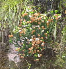 Erica stylaris