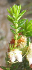 Erica stylaris