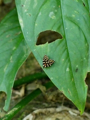 Hemerophila albertiana
