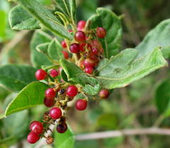 Allophylus decipiens