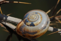 Monacha cartusiana