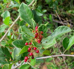 Allophylus decipiens