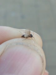 Lasius