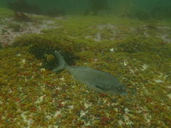 Chirodactylus grandis