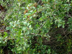 Allophylus decipiens