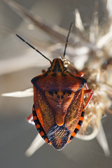 Carpocoris mediterraneus mediterraneus