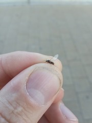 Lasius