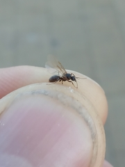 Lasius
