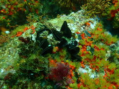 Choromytilus meridionalis