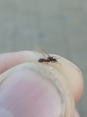 Lasius
