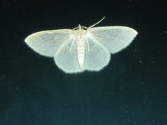 Lomographa vestaliata