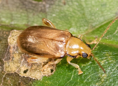 Systena marginalis