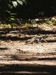 Tupinambis teguixin