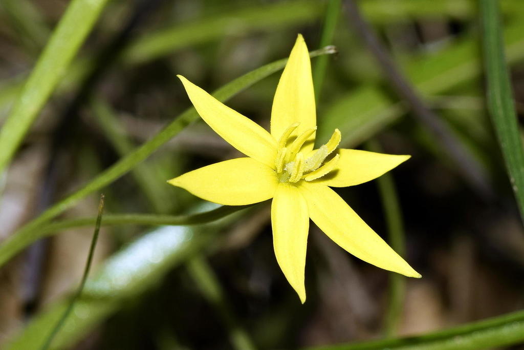 Crevice Capestar