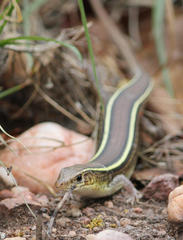 Gerrhosaurus flavigularis