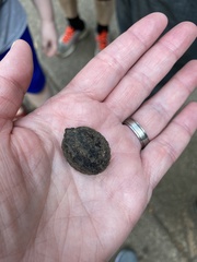 Sternotherus odoratus
